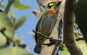 Coppersmith Barbet Desktop