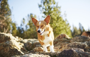 Corgi Computer Wallpaper