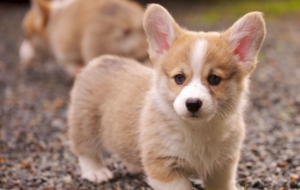Corgi HD Background
