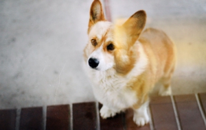 Corgi High Definition