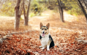 Corgi High Definition Wallpapers