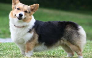 Corgi High Quality Wallpapers
