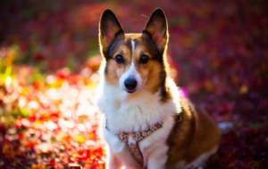 Corgi Images