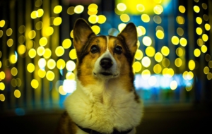 Corgi Photos