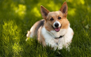 Corgi Pictures