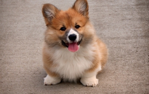 Corgi Wallpapers HQ