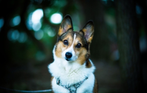 Corgi Widescreen