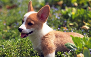 Corgi For Desktop
