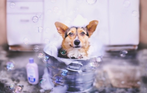 Corgi Full HD