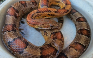Corn Snake 4K