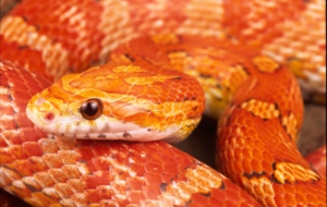 Corn Snake Background