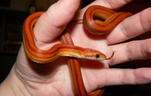 Corn Snake Computer Wallpaper