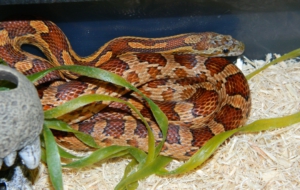 Corn Snake HD