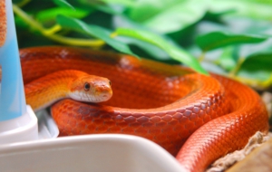 Corn Snake HD Background