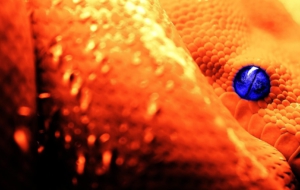 Corn Snake HD Desktop