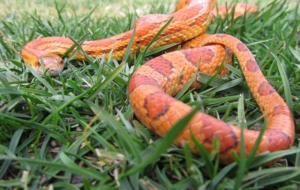 Corn Snake HD Wallpaper