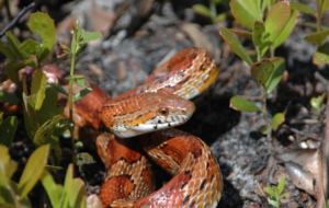 Corn Snake High Definition