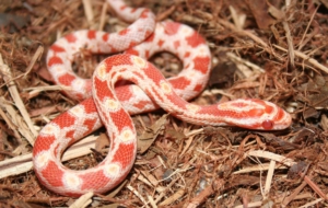 Corn Snake High Definition Wallpapers