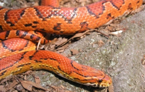 Corn Snake High Quality Wallpapers
