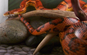 Corn Snake Images