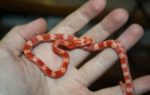 Corn Snake Photos