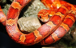 Corn Snake Pictures