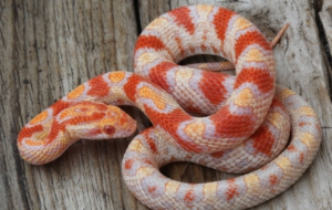 Corn Snake Wallpaper