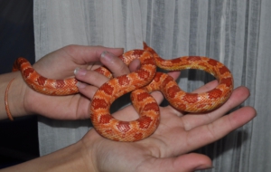 Corn Snake Wallpapers