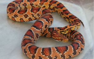 Corn Snake Wallpapers HD
