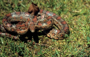 Corn Snake Wallpapers HQ