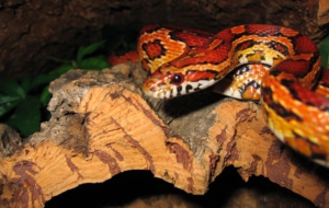 Corn Snake Wallpapers And Backgrounds
