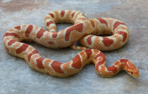 Corn Snake Widescreen