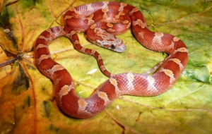Corn Snake For Desktop