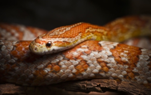 Corn Snake Full HD