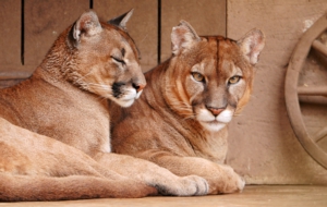 Cougar Computer Backgrounds