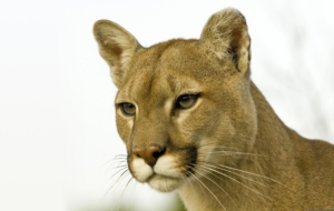 Cougar Computer Wallpaper