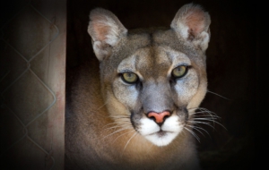 Cougar Desktop Images
