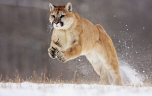 Cougar HD