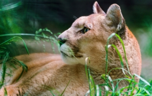 Cougar HD Background