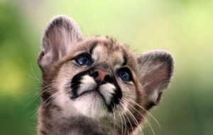 Cougar HD Wallpaper