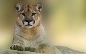 Cougar High Definition