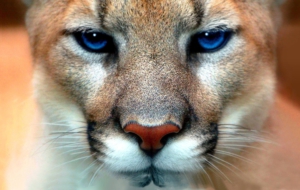 Cougar High Quality Wallpapers