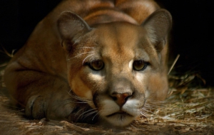 Cougar Images