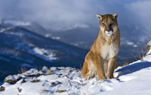 Cougar Wallpapers HD