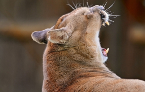 Cougar Wallpapers HQ