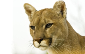 Cougar Wallpapers And Backgrounds