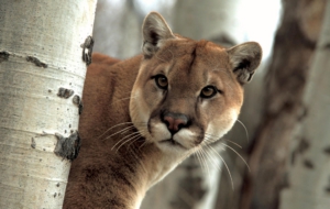 Cougar Widescreen
