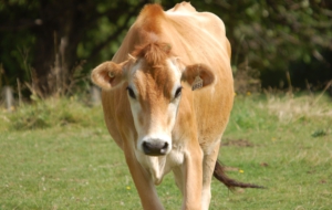 Cow Computer Wallpaper