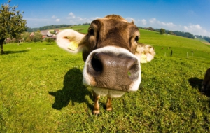 Cow HD Desktop