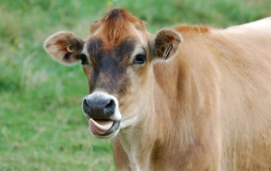 Cow High Definition Wallpapers